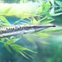 freshwater fish - mosaic gar stocking in 180 gallons tank - South American mosaic gar