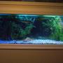 180 gallons freshwater fish tank (mostly fish and non-living decorations) - Another view of the fish tank