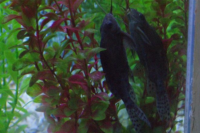 freshwater fish - synodontis eupterus - synodontis eupterus catfish stocking in 180 gallons tank - feather-fin catfish