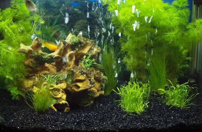 25 gallons planted tank (mostly live plants and fish) - Newly planted.

Hoping the plants do ok, they seem to be doing well..
