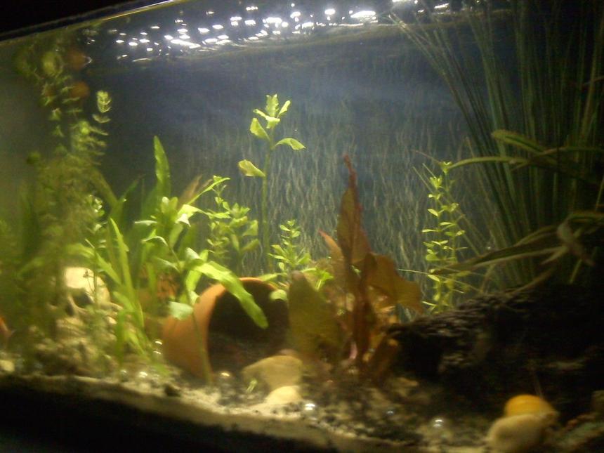 Rated #200: 75 Gallons Planted Tank - 35 Planted Long