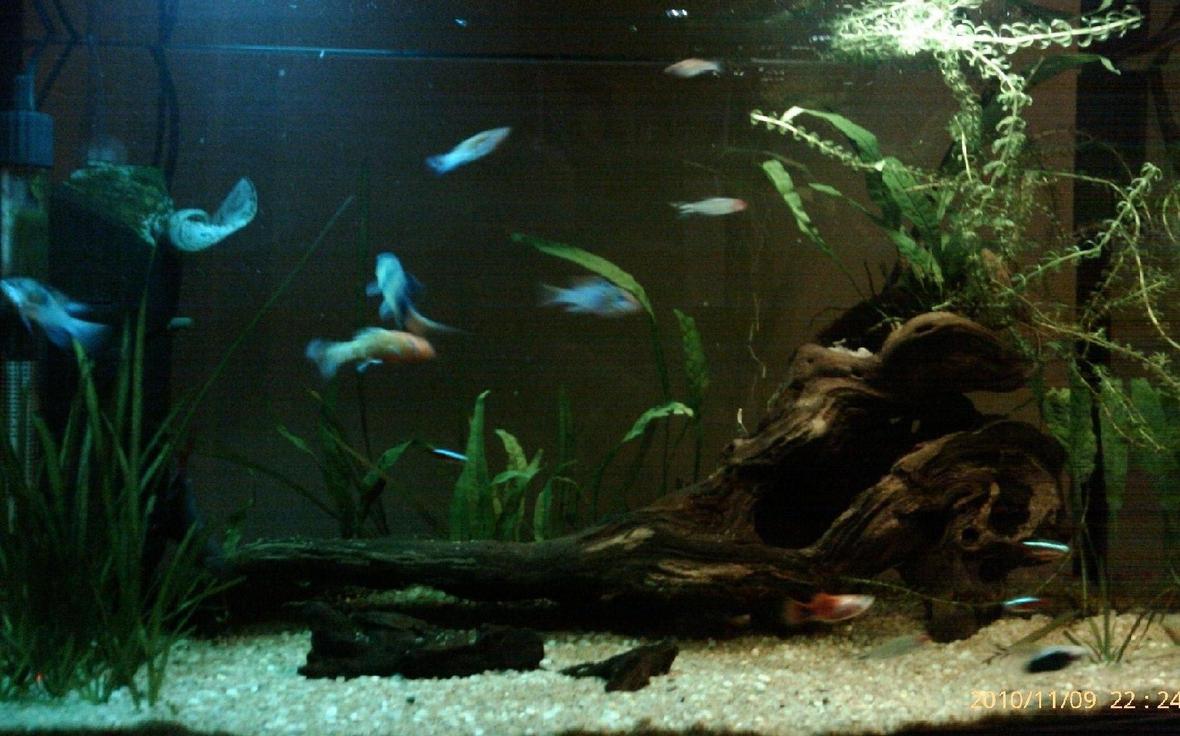 14 gallons planted tank (mostly live plants and fish) - About 8 months in now. Finally found a nice piece of drift wood.