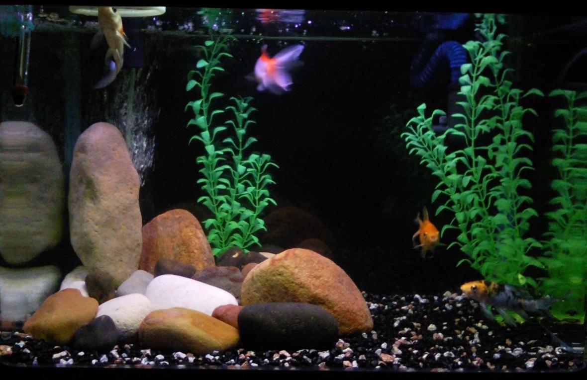6 gallons freshwater fish tank (mostly fish and non-living decorations) - None