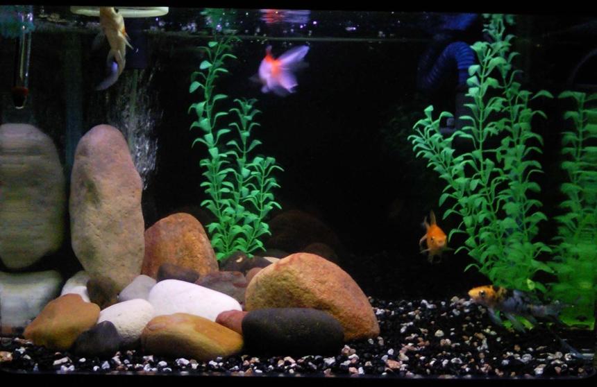 Rated #265: 6 Gallons Freshwater Fish Tank - None