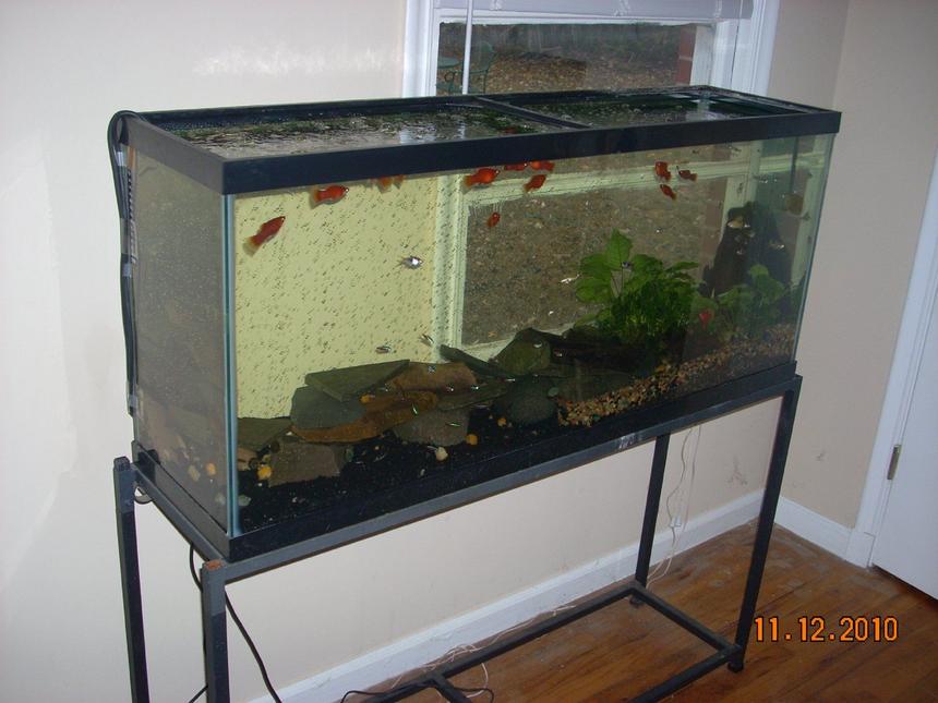 Rated #222: 55 Gallons Planted Tank - all natural sunlight regulated by blinds & no filtration (regulated by water changes, snails & live plants); 400 watt heater; (2) flexible bubble wands with tubing & air pump (provides water agitation and current); Carib Sea Flora Max with First Layer Pure Laterite for plant side; deep river pebble gravel...wood/pebbles, stone, (live) plants plus natural sunlight creates the perfect ecosystem