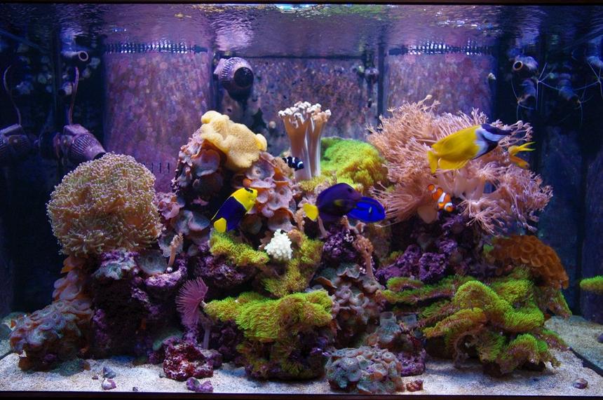Rated #25: 140 Gallons Reef Tank - Main Display Tank- Present day