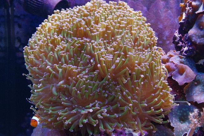 corals inverts - euphyllia paranchora - hammer / anchor coral, branching stocking in 140 gallons tank - Branching Torch Coral