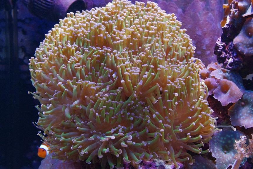 Rated #41: Corals Inverts - Euphyllia Paranchora - Hammer / Anchor Coral, Branching Stocking In 140 Gallons Tank - Branching Torch Coral