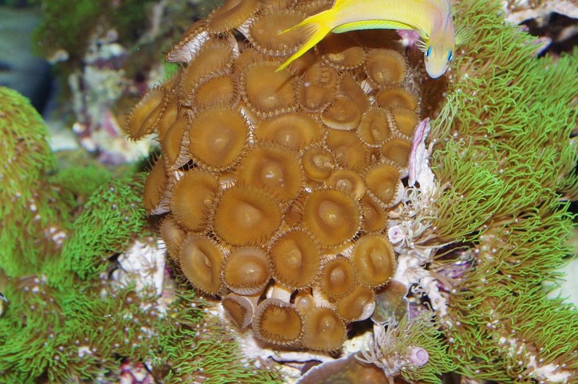 corals inverts - zoanthus sp. - colony polyp, assorted stocking in 140 gallons tank - Midas Blenny and Brown Zoo's