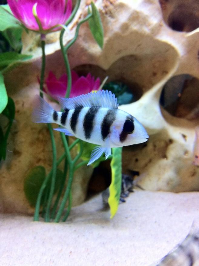 freshwater fish - cyphotilapia frontosa - frontosa cichlid stocking in 40 gallons tank - Baby Frontosa