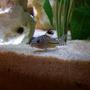freshwater fish - corydoras sp. - false julii cory cat stocking in 40 gallons tank - cory cat