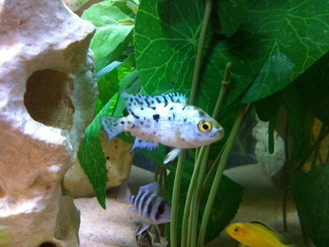 freshwater fish - nandopsis octofasciatum - electric blue jack dempsey stocking in 40 gallons tank - Some of the Crew :)