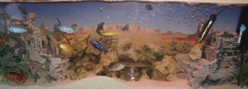 Rated #273: Freshwater Fish Tank - malawi setup