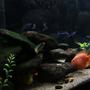 fish tank picture - Left side closeup