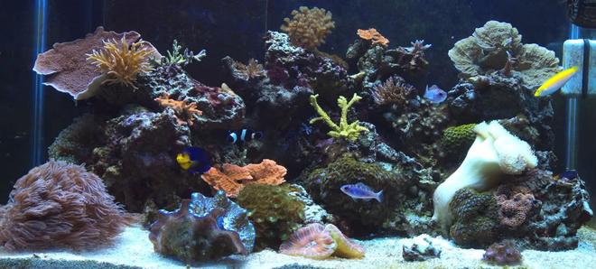 65 gallons reef tank (mostly live coral and fish) - 65 gallon mixed reef @ 1 year