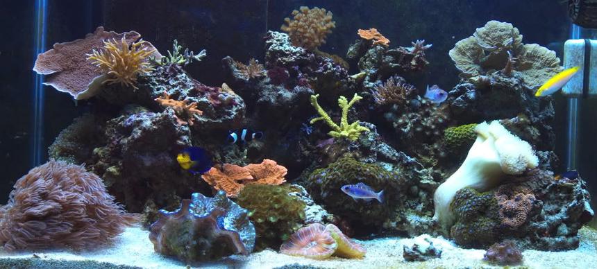 Rated #14: 65 Gallons Reef Tank - 65 gallon mixed reef @ 1 year