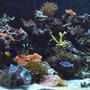 65 gallons reef tank (mostly live coral and fish) - 65 gallon mixed reef @ 1 year