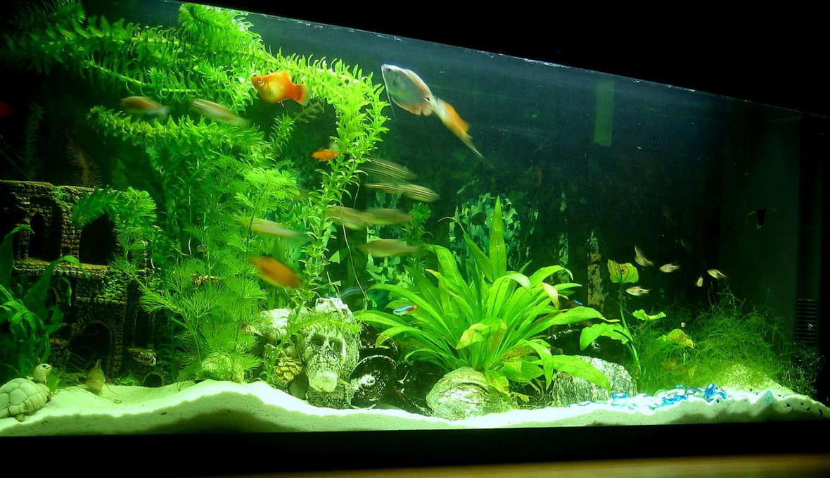 132 gallons planted tank (mostly live plants and fish) - My small fish tank