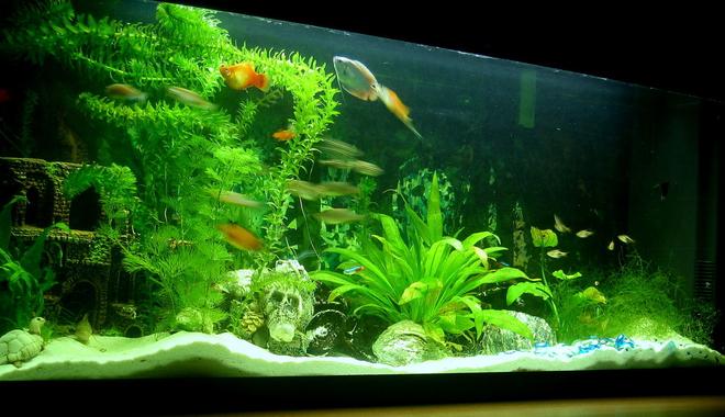 132 gallons planted tank (mostly live plants and fish) - My small fish tank