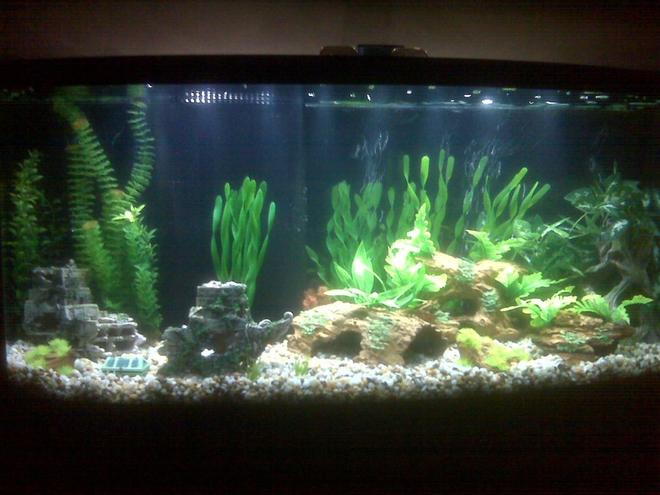 72 gallons freshwater fish tank (mostly fish and non-living decorations) - New 72 gallon being cycled.