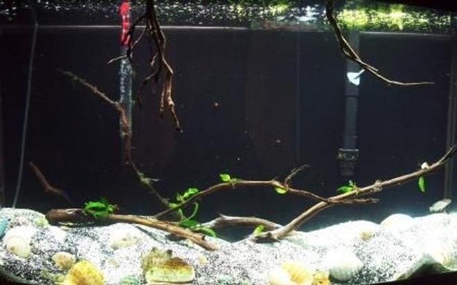 46 gallons planted tank (mostly live plants and fish) - Multifasciatus Tank 46 gallon