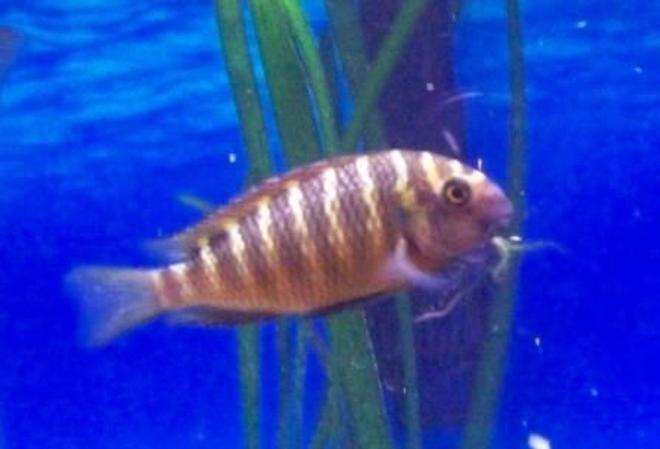 freshwater fish - tropheus moorii stocking in 46 gallons tank - Tropheus Moorii Red Chimba