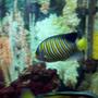 saltwater fish - pygoplites diacanthus - regal angelfish stocking in 75 gallons tank - Regal Angel.....