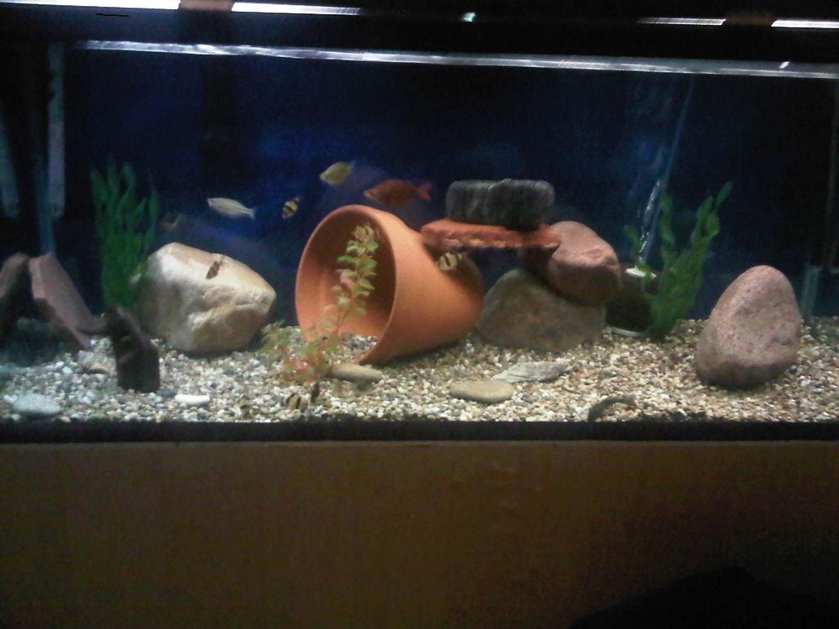 75 gallons freshwater fish tank (mostly fish and non-living decorations) - 75 gallons with tiger barbs, green tiger barbs, black ruby tiger barbs, rainbows and pleco