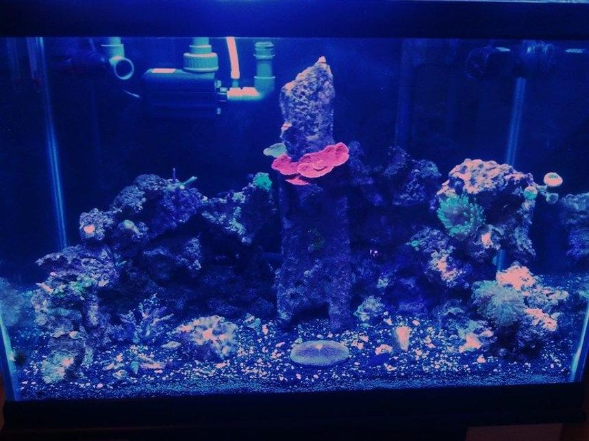 Rated #119: 58 Gallons Reef Tank - Full tank shot