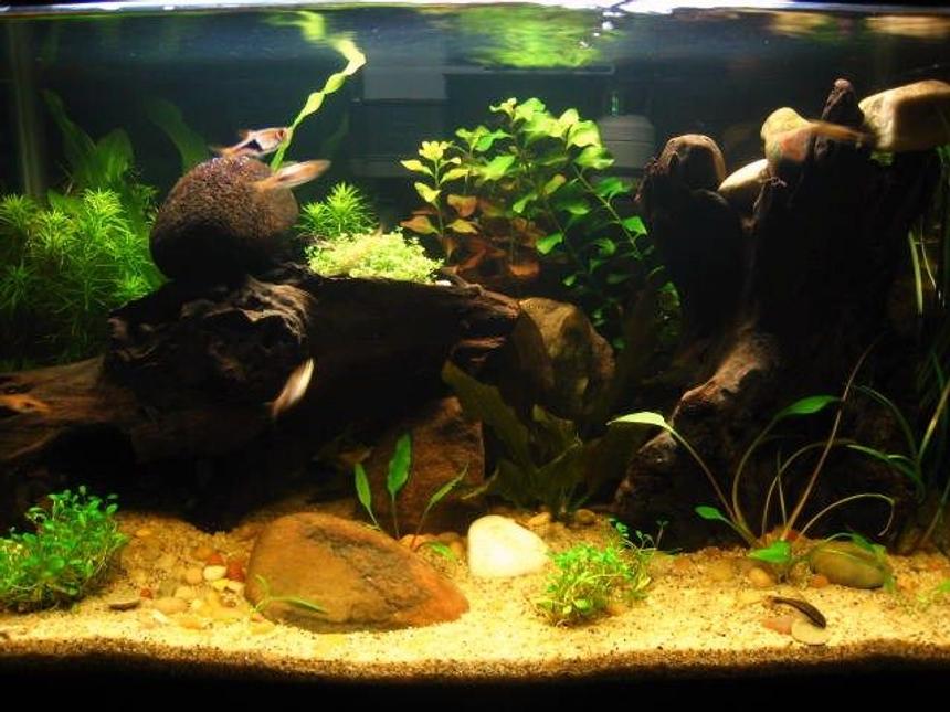 Rated #107: 10 Gallons Planted Tank - My first planted tank, 10 gallon, started November 2010. Excited for the plants to grow!