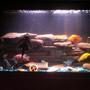fish tank picture - Night-time lighting.