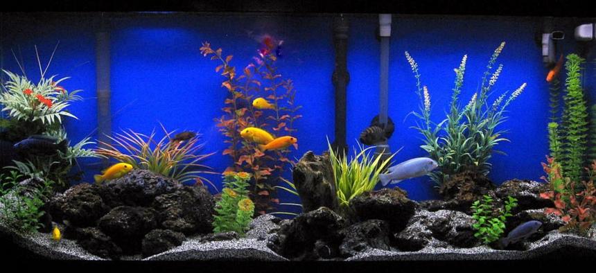 Rated #6: 55 Gallons Freshwater Fish Tank - Assorted Cichlids