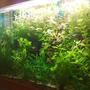125 gallons planted tank (mostly live plants and fish) - Full View
