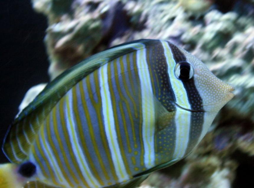 Rated #6: Saltwater Fish - Zebrasoma Desjardini - Sailfin Tang, Desjardini Stocking In 55 Gallons Tank - Sailfin Tang