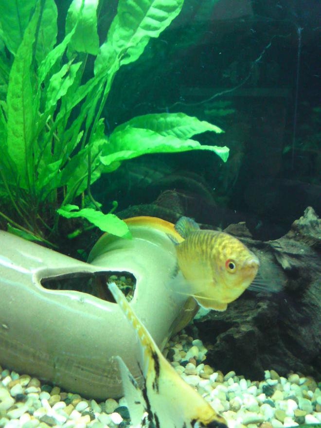 freshwater fish - trichogaster trichopterus - gold gourami stocking in 28 gallons tank - sarahs tank