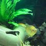 freshwater fish - trichogaster trichopterus - gold gourami stocking in 28 gallons tank - sarahs tank