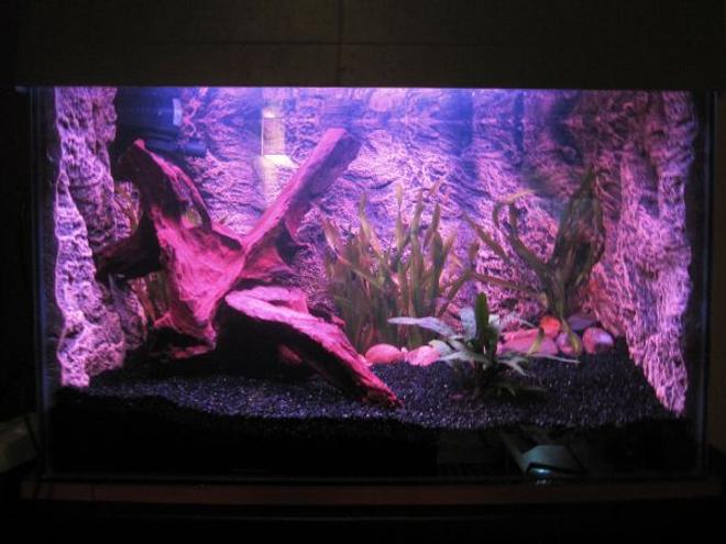 20 gallons planted tank (mostly live plants and fish) - 20 gallon tank, powerhead tofilter box and 15w red fluorescent