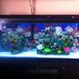 fish tank picture - New tank, shallow sand, fake coral, big pump and protine skimmer, no fish yet