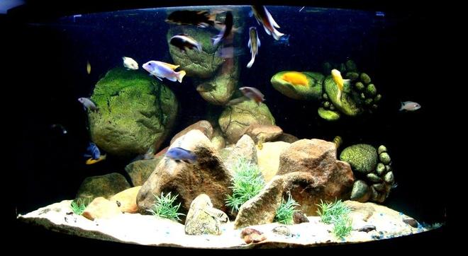 92 gallons freshwater fish tank (mostly fish and non-living decorations) - 92g Corner of Lake Malawi
