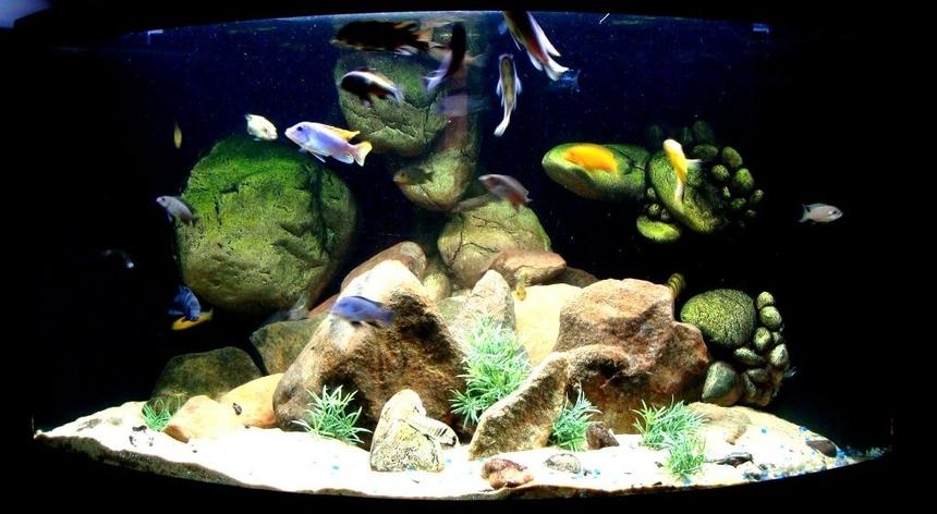 Rated #30: 92 Gallons Freshwater Fish Tank - 92g Corner of Lake Malawi