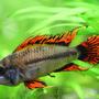 freshwater fish - apistogramma cacatuoides - double full red cockatoo cichlid stocking in 40 gallons tank - Apistogramma Cacatuoides Double Red