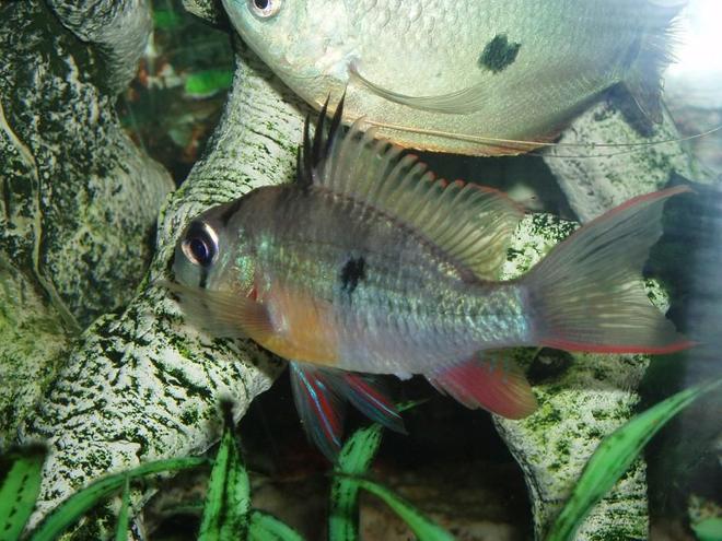 freshwater fish - microgeophagus altispinosa - bolivian ram stocking in 22 gallons tank - Lou Lou my Bolivan Ram, she actually loves posing for pictures!