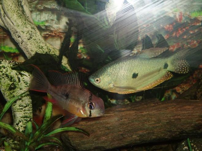freshwater fish - trichogaster trichopterus - blue gourami stocking in 22 gallons tank - Lou Lou and Spot, very friendly together!