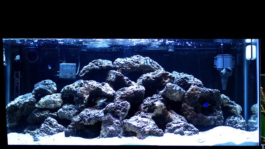 Rated #4: 50 Gallons Saltwater Fish Tank - damsels and 70 pounds of live rock, 50 gallon. Enjoy!