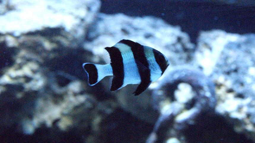 Rated #28: Saltwater Fish - Dascyllus Melanurus - Four Stripe Damselfish Stocking In 50 Gallons Tank - striped damsel