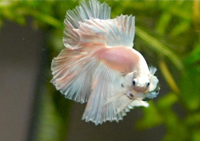 freshwater fish - betta splendens - halfmoon betta stocking in 50 gallons tank - opaque  halfmoon betta
Mr. Dzi