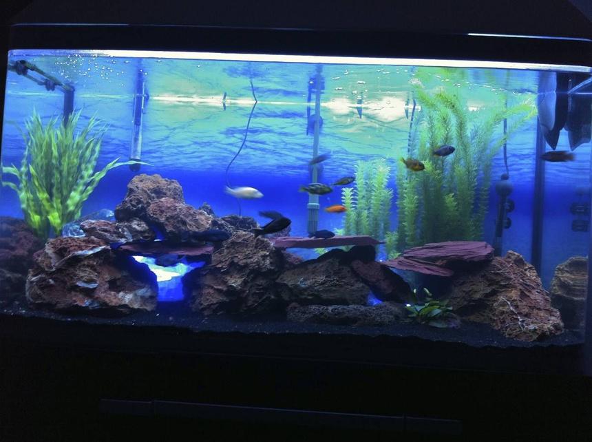 Rated #66: 90 Gallons Freshwater Fish Tank - Fresh Water Cichlid Tank With Live Lava Rock Plant
