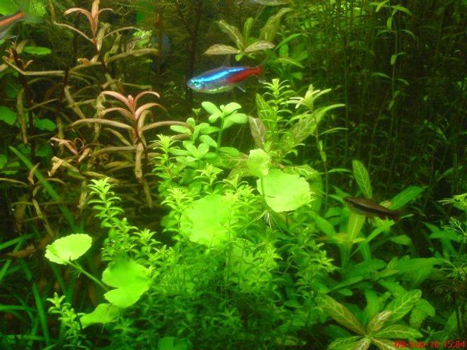 125 gallons planted tank (mostly live plants and fish) - Hydrocotyle Leucocephala&Hemianthus Micranthemoides