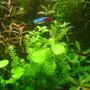 125 gallons planted tank (mostly live plants and fish) - Hydrocotyle Leucocephala&Hemianthus Micranthemoides