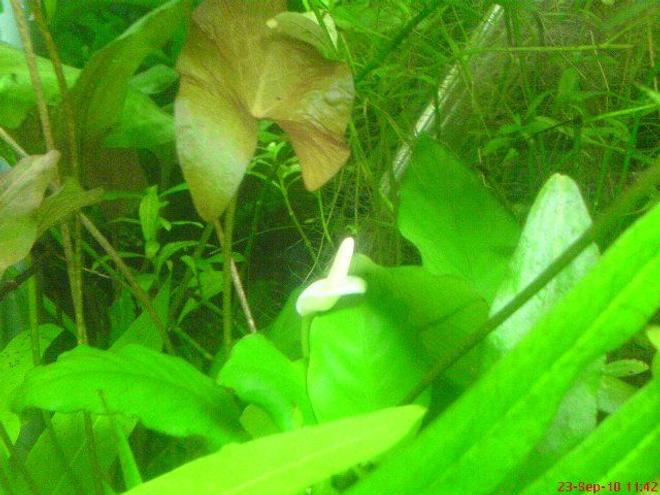 125 gallons planted tank (mostly live plants and fish) - Anubias Nana Flower